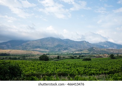 View Over Vineyards On A Winery In Etna, Sicily (Italy)