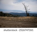 View overlooking Bridger Mountain range by Bozeman Montana in summer with dead tree