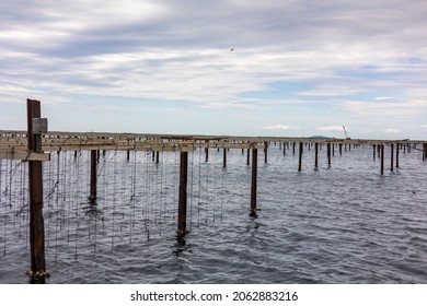 View Of The Oyster Beds Of The Etang De Thau