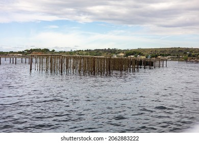 View Of The Oyster Beds Of The Etang De Thau
