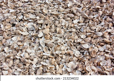 a view of oyster shells / Oyster Shells