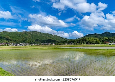 View of paddy fields just after rice planting in village of Saga prefecture, JAPAN.