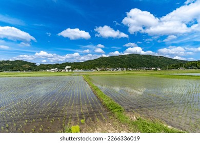View of paddy fields just after rice planting in village of Saga prefecture, JAPAN.