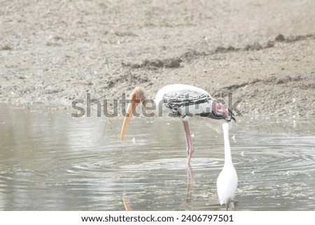 View of The painted stork (Mycteria leucocephala) is a large wader in the stork family