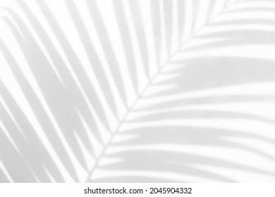 View of Palm leaf shade on white wall for use as background                                - Shutterstock ID 2045904332