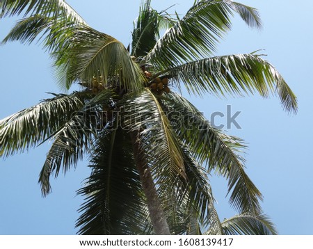 View of palm leaves from the bottom.