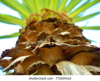 View of the palm tree from the bottom