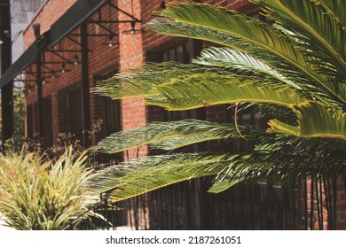 A view of a palm tree frond in front of a rustic brick facade, in an urban setting, as a background.