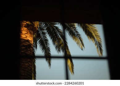 A view of a palm tree through a closed window