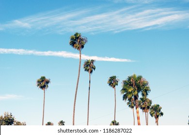 A View Of Palm Trees In California