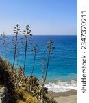 View of palm trees on the rock. Selective focus 