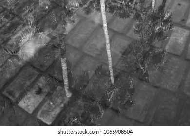 View of the palm trees reflected in a puddle