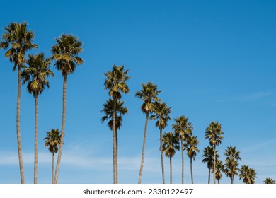 View of palm trees in Santa Cruz, California, USA