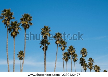 View of palm trees in Santa Cruz, California, USA