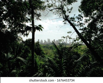        View Of Panama City From The Jungle                         