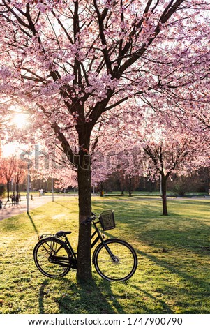 Similar – Foto Bild Kirschblüten-Zauber in rosa vor blauem Himmel | Hanami | den Frühling feiern.