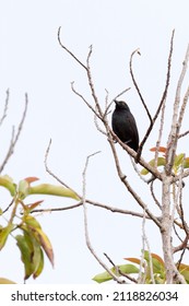 View Of Passeriformes, Bird On Tree, In New Caledonia