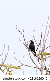 View Of Passeriformes, Bird On Tree, In New Caledonia