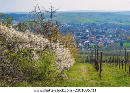 Similar – Image, Stock Photo Spring: a sloe hedge full of flowers.