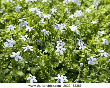 A view of a patch of blue star creeper flowers.