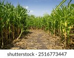 A view of the pathway through a corn maze, seen in Winnipeg Manitoba.