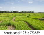 A view of the pathway through a corn maze, seen in Winnipeg Manitoba.
