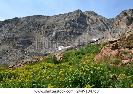 View of Pawnee Peak and Yellow Alpine Wildflowers along Blue Lakes Trail in Indian Peaks Wilderness Brainard Lake Recreation District Ward Colorado