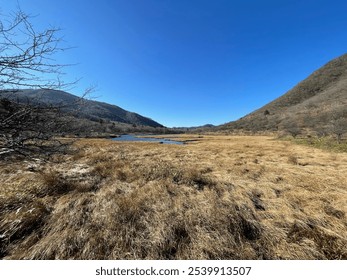  view of a peaceful wetland with golden grasses and a clear blue sky, surrounded by rolling hills and bare trees during autumn. - Powered by Shutterstock