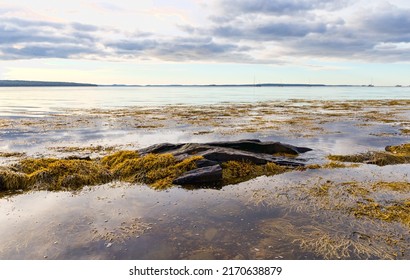 View of Penobscot Bay in Maine at low tide with rocks and seaweed exposed in the early morning light.