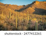 View of Peralta Regional Park in the Sonoran Desert near Phoenix Arizona