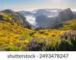 View from Pico do Arieiro of mountains over clouds with Pride of Madeira flowers and blooming Cytisus shrubs on sunset with sunburst. Madeira island, Portugal