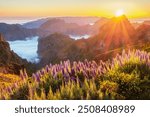 View from Pico do Arieiro of mountains over clouds with Pride of Madeira flowers and blooming Cytisus shrubs on sunset with sunburst. Madeira island, Portugal