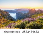 View from Pico do Arieiro of mountains over clouds with Pride of Madeira flowers and blooming Cytisus shrubs on sunset with sunburst. Madeira island, Portugal