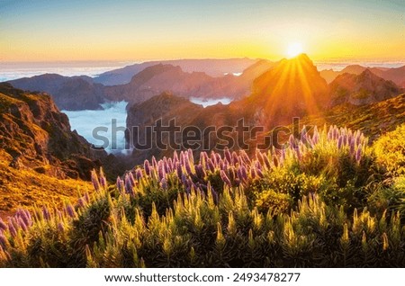 Similar – Image, Stock Photo View of the Pico de Teide in a distance from the Mirador de Abrante on the island La Gomera