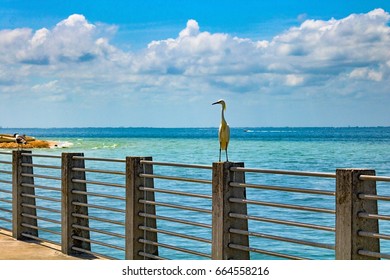 View from the Pier 
