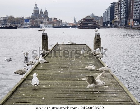 View of a Pier with Seagulls by the Oosterdork in Amsterdam