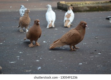 a view of pigeons