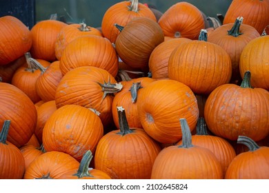 A view of a pile of big orange pumpkins, on display at a local grocery store.