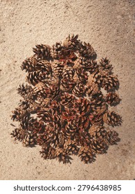 ​Top view of pine cones composition arranged in a circle shape on natural sand background 