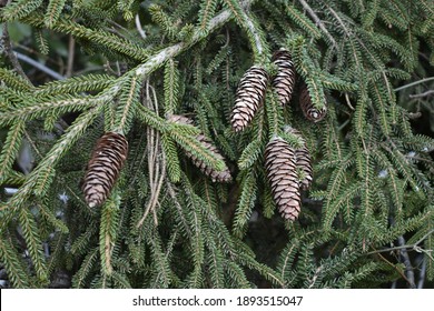 A view of pine cones on a tree
