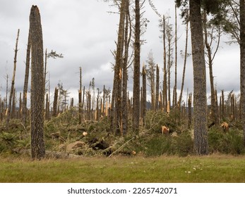 A view of a pine forest after storm cyclone Gabrielle in New Zealand.Almost every tree has been snapped by severe high winds.Apocalyptic scene