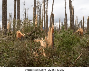 View of a pine forest after storm cyclone Gabrielle in New Zealand.Almost every tree has been snapped by severe high winds.Apocalyptic scene.Natural disaster.Extreme weather