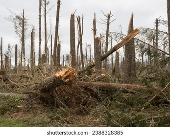 A view of a pine forest after storm cyclone Gabrielle.Almost every tree has been snapped by severe high winds. Apocalyptic scene.Climate change
