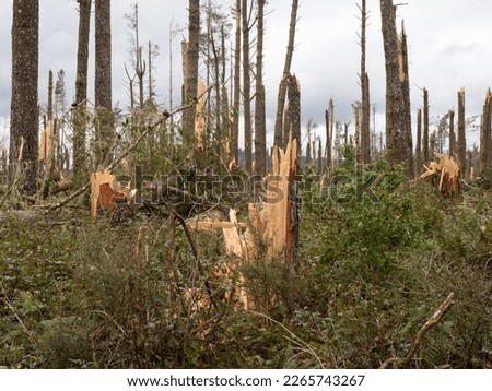 View of a pine forest after storm cyclone Gabrielle in New Zealand.Almost every tree has been snapped by severe high winds.Apocalyptic scene.Natural disaster.Extreme weather