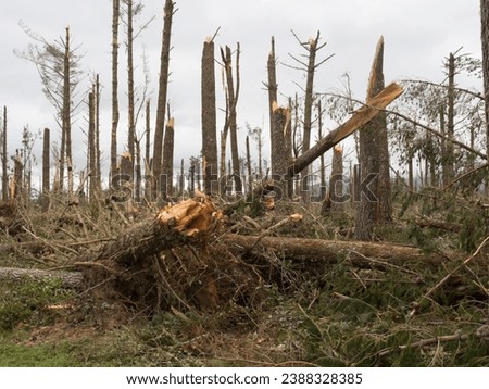 A view of a pine forest after storm cyclone Gabrielle.Almost every tree has been snapped by severe high winds. Apocalyptic scene.Climate change