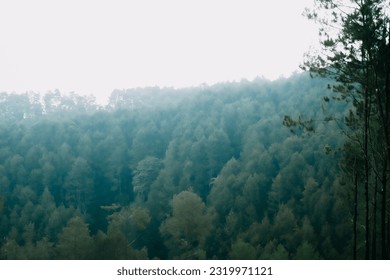 view of pine forest background