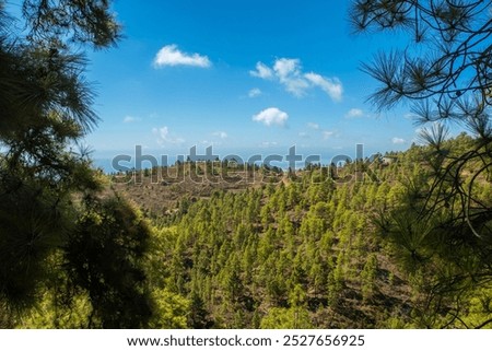 The view of the pine forests around "Las Vegas" in the south of the Canary Island of Tenerife