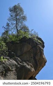 View of pine tree growing on stone cliff against blue sky