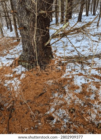 View of a pine tree trunk with broken branches. The forest floor is covered with a thick layer of fallen reddish pine needles mixed with fresh snow, with a natural background of tree trunks and a snowy landscape.