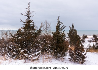 A View Of Pine Trees In Pinery Provincial Park, Ontario, Canada, Lake Huron, Great Lakes In Winter